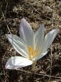   bianco I fiori da giardino Falso Crocus Autunno, Colchico Appariscente, Donne Nude, Lo Zafferano Prato / Colchicum foto