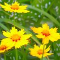   κίτρινος Λουλούδια κήπου Goldmane Tickseed / Coreopsis drummondii φωτογραφία