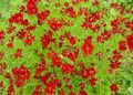   červená Zahradní květiny Goldmane Tickseed / Coreopsis drummondii fotografie