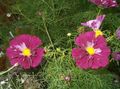   bordeaux Have Blomster Kosmos / Cosmos Foto
