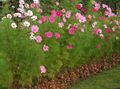   różowy Ogrodowe Kwiaty Kosmeya / Cosmos zdjęcie