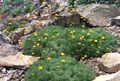   ყვითელი ბაღის ყვავილები Cotula სურათი
