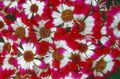   κόκκινος Λουλούδια κήπου Cineraria Ανθοπωλείο / Pericallis x hybrida φωτογραφία