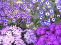   бузковий Садові Квіти Крестовник Однорічний (Цинерарія) / Pericallis x hybrida Фото