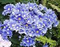   ღია ლურჯი ბაღის ყვავილები Florist ის Cineraria / Pericallis x hybrida სურათი
