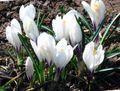   bílá Zahradní květiny Brzy Šafrán, Tommasini Je Šafrán, Sníh Šafrán, Angličani / Crocus fotografie