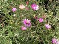   pink Have Blomster Evig, Immortelle, Strawflower, Papir Daisy, Evig Daisy / Xeranthemum Foto