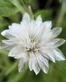   hvid Have Blomster Evig, Immortelle, Strawflower, Papir Daisy, Evig Daisy / Xeranthemum Foto