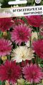   burgundia Gradina Flori Veșnică, Imortelă, Strawflower, Daisy Hârtie, Daisy Veșnică / Xeranthemum fotografie