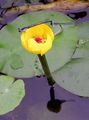   żółty Ogrodowe Kwiaty Zapobiegliwości-Box / Nuphar zdjęcie