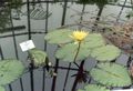   желтый Садовые Цветы Кувшинка (Водяная лилия) / Nymphaea Фото
