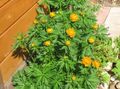   oranžový Záhradné kvety Upolín / Trollius fotografie