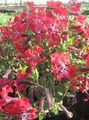   červená Záhradné kvety Cuphea fotografie