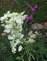   white Garden Flowers Meadowsweet, Dropwort / Filipendula Photo
