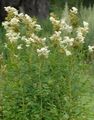   baltas Sodo Gėlės Meadowsweet, Vīgrieze / Filipendula Nuotrauka