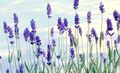   blå Trädgårdsblommor Lavendel / Lavandula Fil