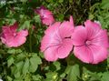   粉红色 园林花卉 每年锦葵，上涨锦葵，锦葵王室，富豪锦葵 / Lavatera trimestris 照