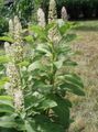   baltas Sodo Gėlės Amerikos Alkiermes, Inkberry, Pidgeonberry / Phytolacca americana Nuotrauka