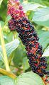   црн Баштенске Цветови Америцан Покевеед, Инкберри, Пидгеонберри / Phytolacca americana фотографија