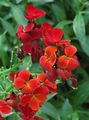   červená Zahradní květiny Čekanka, Cheiranthus fotografie
