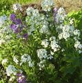   branco Flores do Jardim Wallflower, Cheiranthus foto