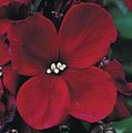   burgundy garður blóm Wallflower, Cheiranthus mynd