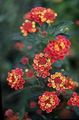   červená Záhradné kvety Lantana fotografie