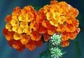   orange Gartenblumen Lantana Foto