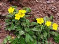   κίτρινος Λουλούδια κήπου Πεντάφυλλο / Potentilla φωτογραφία
