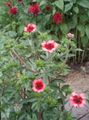   ružičasta Vrtne Cvjetovi Cinquefoil / Potentilla Foto