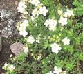  λευκό Λουλούδια κήπου Πεντάφυλλο / Potentilla φωτογραφία