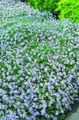   блакитний Садові Квіти Лаурент (Ісотома) / Isotoma Фото