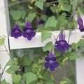   фіолетовий Садові Квіти Азаріна (Маурандія) / Asarina Фото