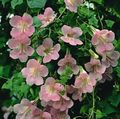   rosa Hage blomster Twining Snapdragon, Snikende Gloxinia / Asarina Bilde