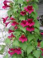   rdeča Vrtno Cvetje Zazankanje Snapdragon, Plazeče Gloxinia / Asarina fotografija