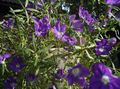   фіолетовий Садові Квіти Легузія Дзеркало Венери / Legousia speculum-veneris Фото