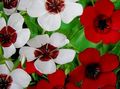   baltas Sodo Gėlės Scarlet Linai, Raudona Linai, Linų Žydėjimas / Linum grandiflorum Nuotrauka