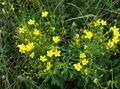   žltá Záhradné kvety Linum Celoročné fotografie