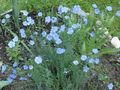   lyse blå Hage blomster Linum Flerårig Bilde