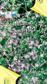   lila Flores de jardín Pepperweed Enano / Lepidium nanum Foto