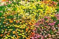   jaune les fleurs du jardin Étoiles Faux Bébé / Leptosiphon Photo