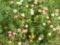   pembe Bahçe Çiçekleri Yanlış Bebek Yıldız / Leptosiphon fotoğraf