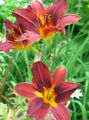   rød Hage blomster Daylily / Hemerocallis Bilde