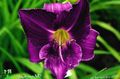  violetinė Sodo Gėlės Lanksva / Hemerocallis Nuotrauka