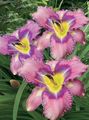   lila Flores de jardín Daylily / Hemerocallis Foto
