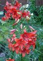   sarkans Dārza Ziedi Lilija Āzijas Hibrīdi / Lilium Foto