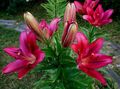  შინდისფერი ბაღის ყვავილები ლილი აზიური ჰიბრიდები / Lilium სურათი