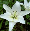   white Garden Flowers Lily The Asiatic Hybrids / Lilium Photo