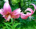   roze Tuin Bloemen Lelie Van De Aziatische Hybriden / Lilium foto