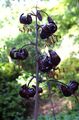   黒 庭の花 Martagonユリ、一般的なトルコのキャップのユリ / Lilium フォト